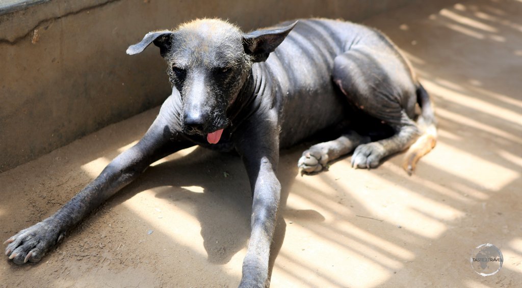 Relaxing in a very hot Trujillo, a Peruvian Hairless Dog, "Peruvian Viringo", or "Chimú dog" is a breed of hairless dog native to Peru.