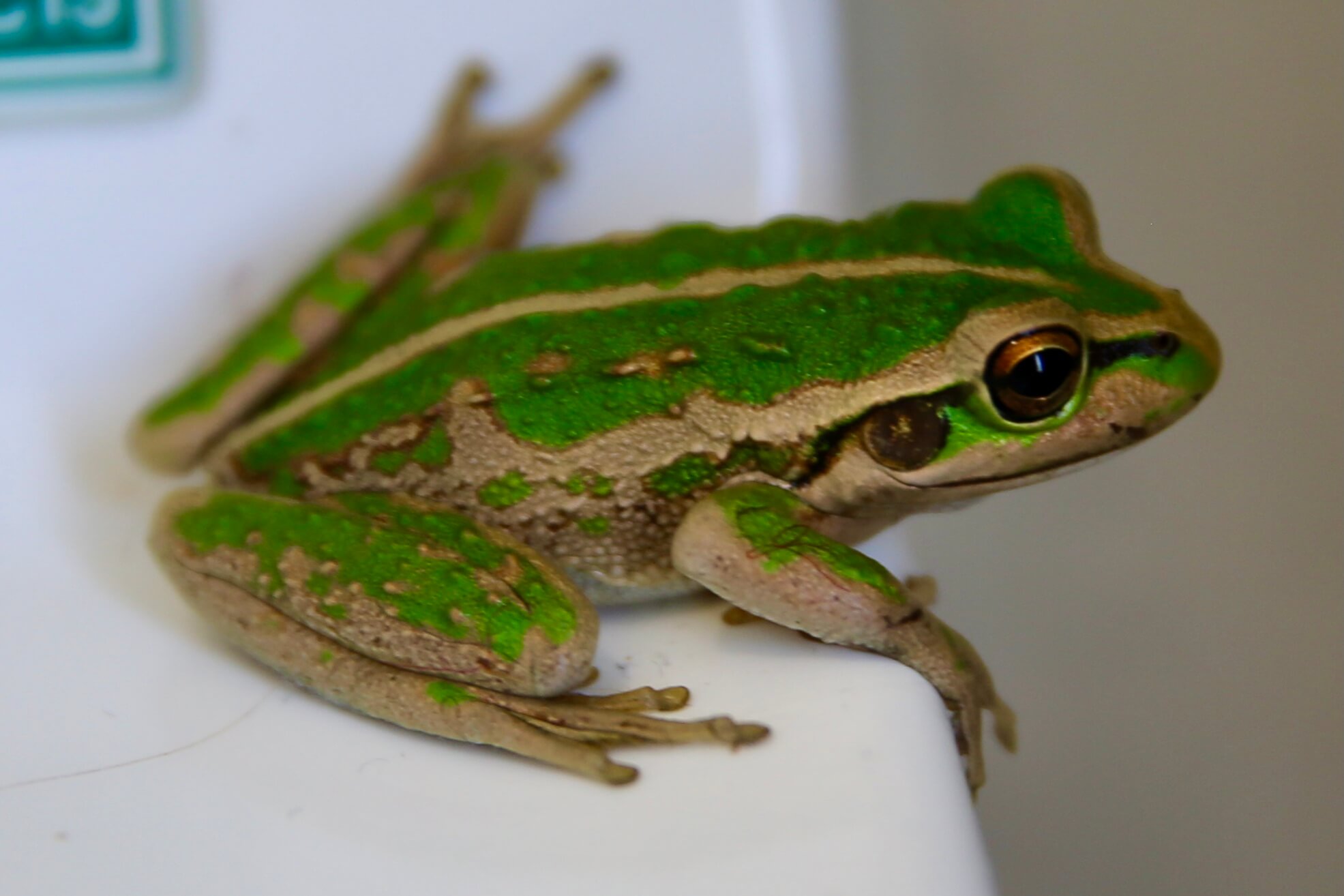 A cute Motorcycle frog in my bathroom at Busselton.