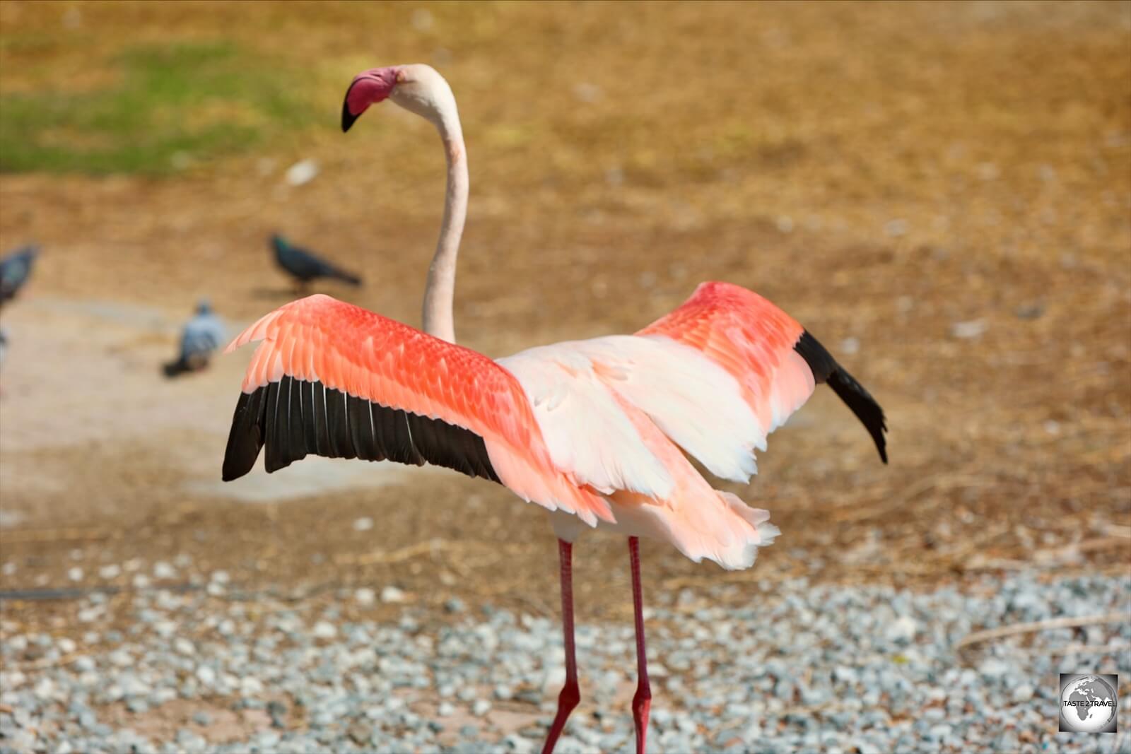 A popular attraction at Al Areen Park, the Greater flamingo is found in Africa, Asia and the Middle East. 