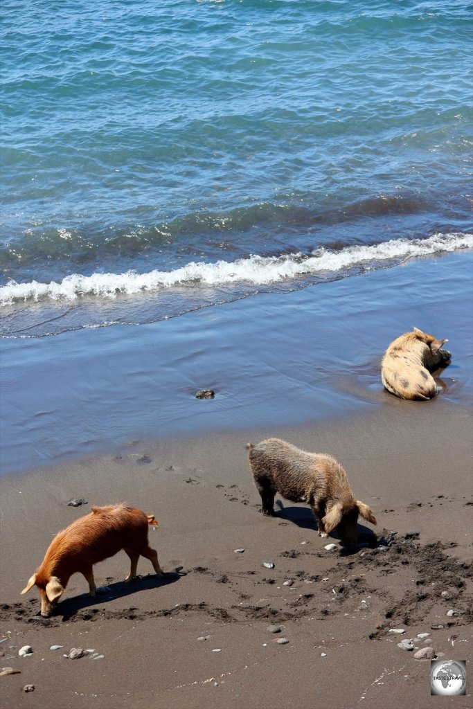 Pigs feeding on crabs in Porto Mosquito.