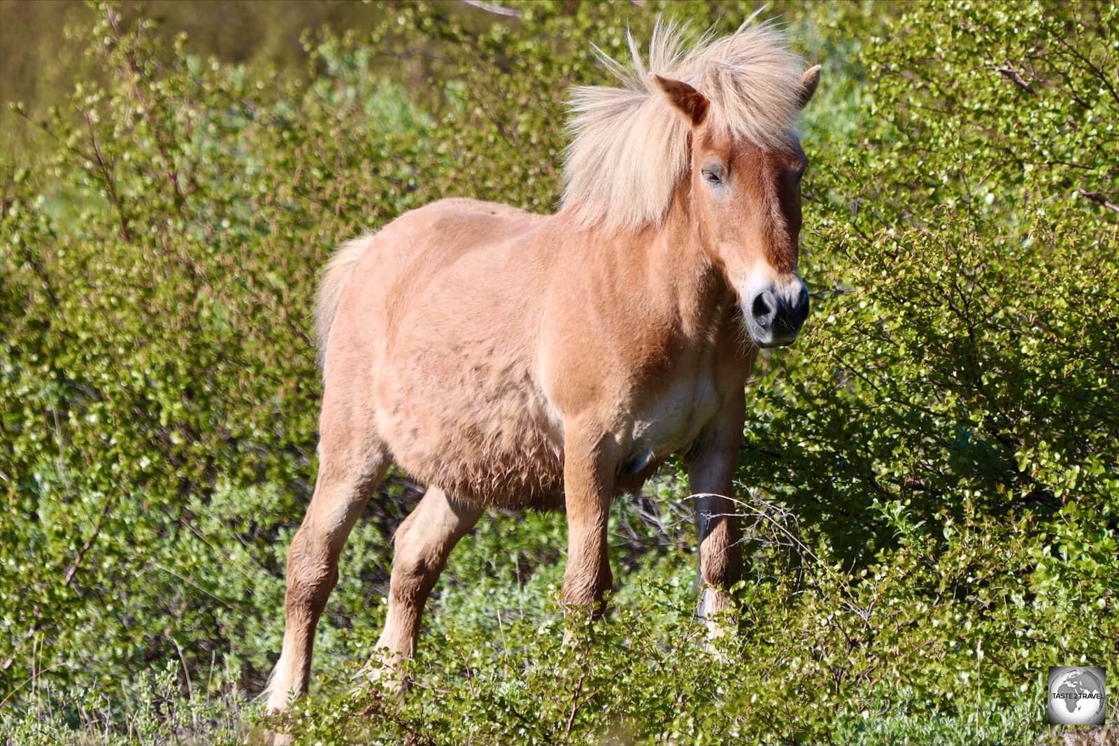 This friendly Icelandic horse, which is owned by a local farmer, was free to wander around Narsarsuaq.