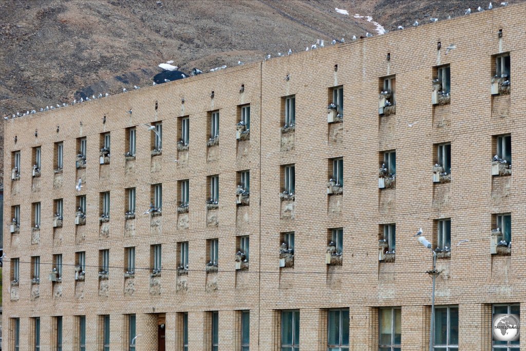 Seagulls nesting on the window ledges of an abandoned apartment block in the former Russian mining town of Pyramiden.