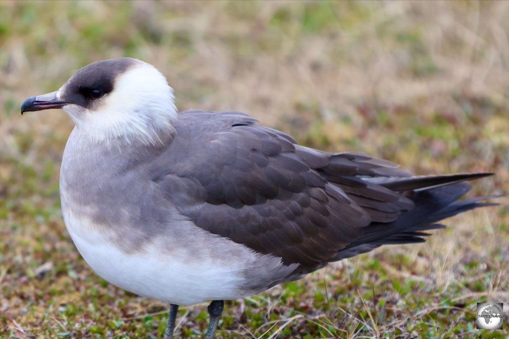 An Arctic skua in Longyearbyen.