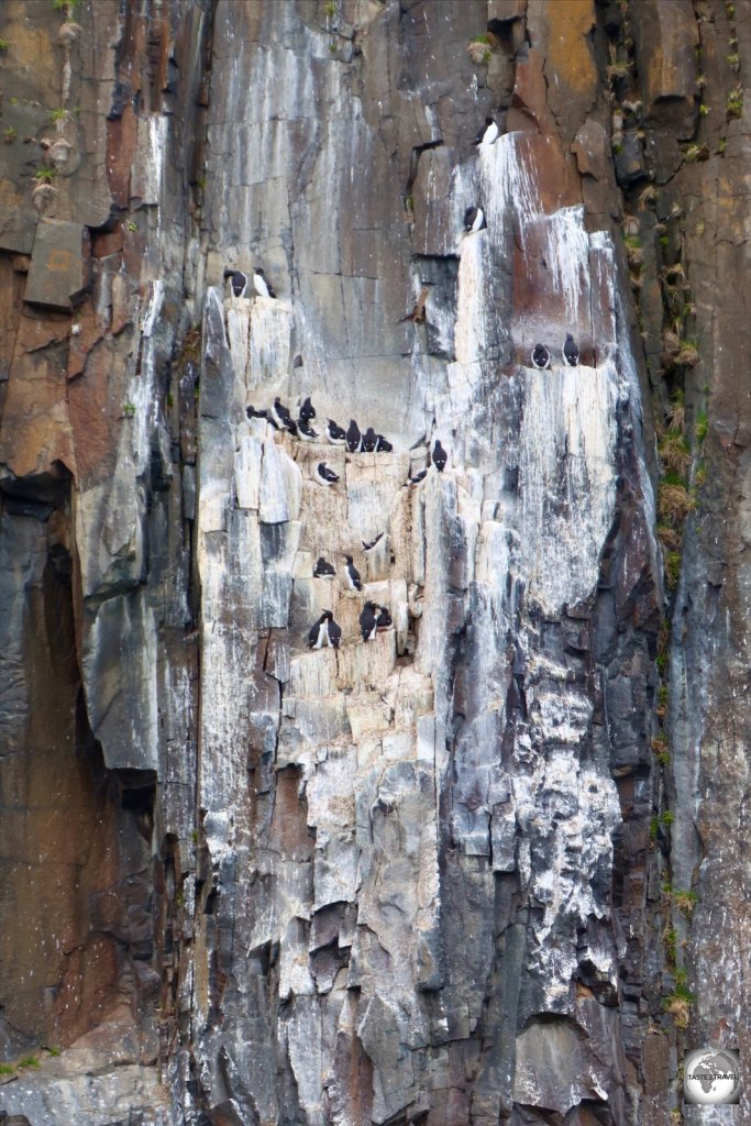 Considered the penguins of the Arctic, Brünnich’s guillemot birds breed in dense colonies on steep seaside cliffs on Svalbard.