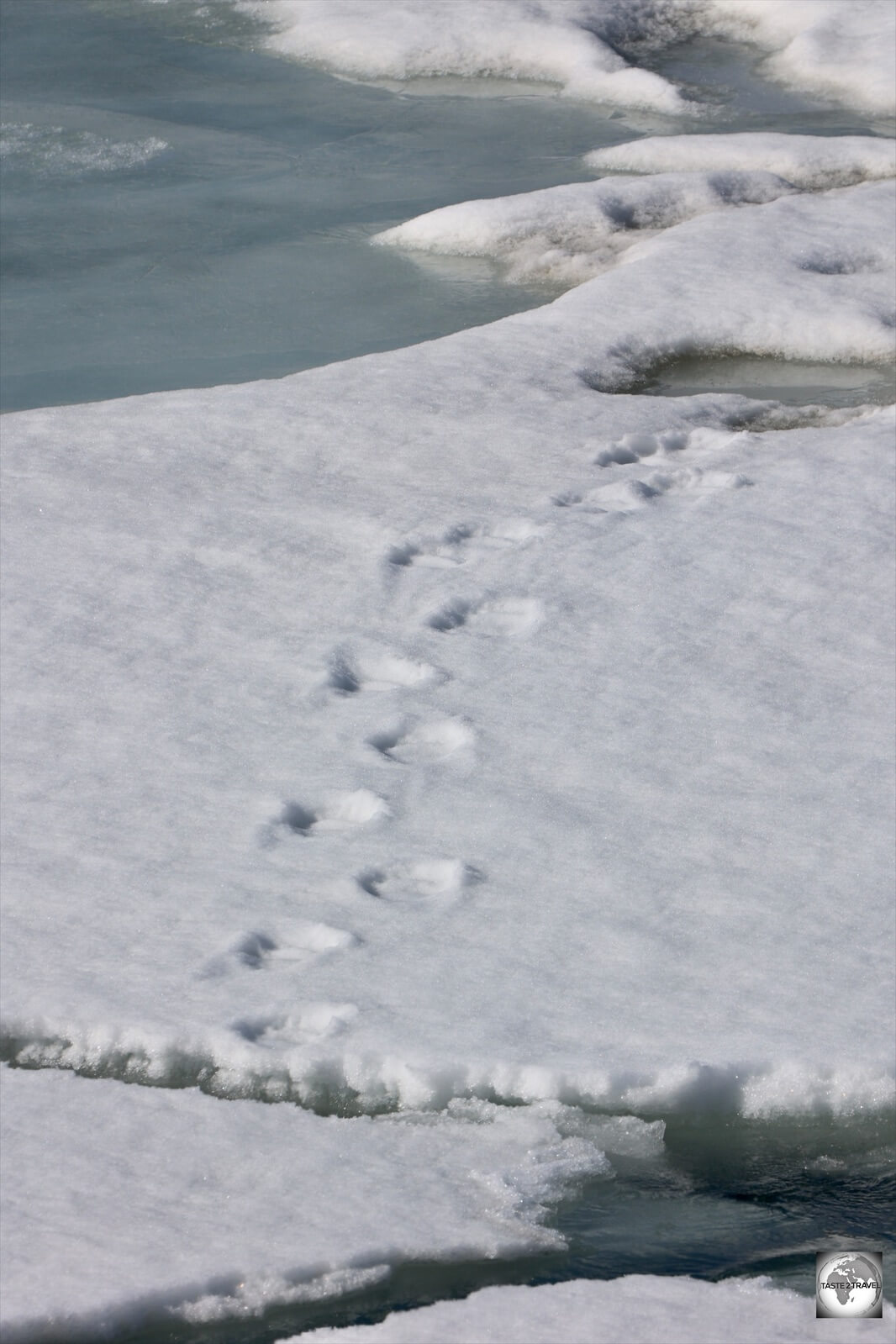 Polar bear tracks, on the fast ice, in front of the Esmark glacier. 