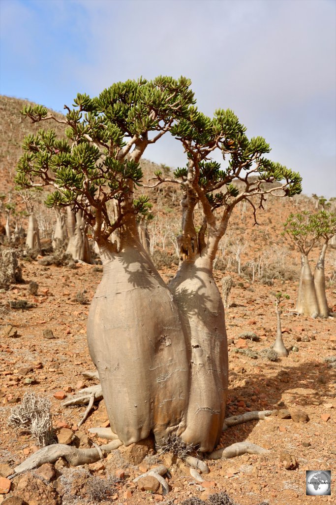 Bottle trees on Homhil.