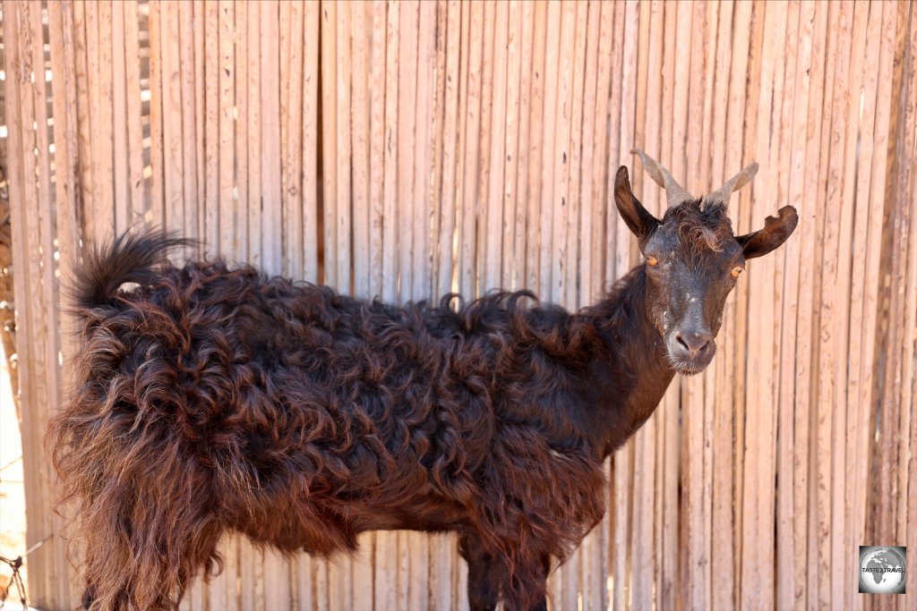 Goats are everywhere on Socotra and love to steal your food (or anything else) while you have your back turned. Shoo-ing away goats is a national pastime on Socotra.