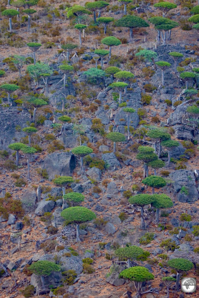 A view of the Firmihin Forest on Diksam plateau.