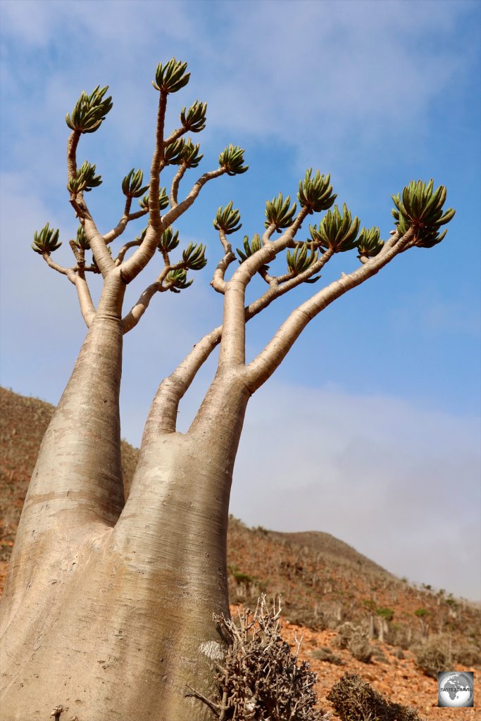 Bottle trees come in all shapes and sizes.