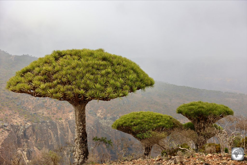 Dragon's blood trees on Diksam plateau.