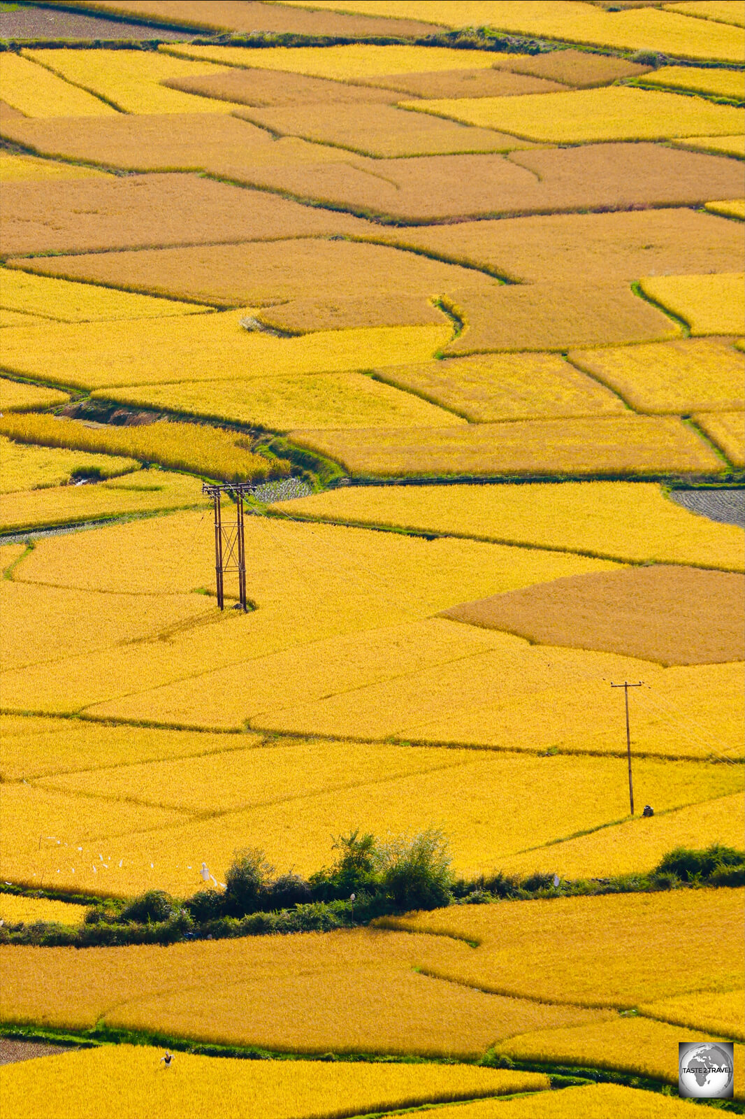 Golden rice paddies in Paro Valley. 