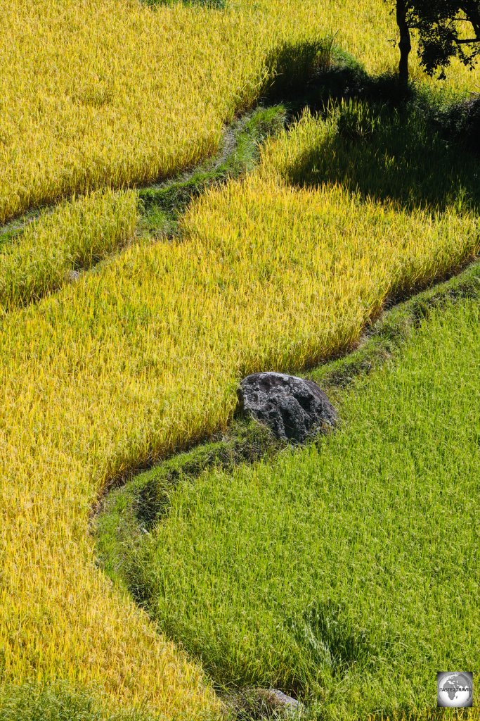 Rice paddies in the Punakha Valley.