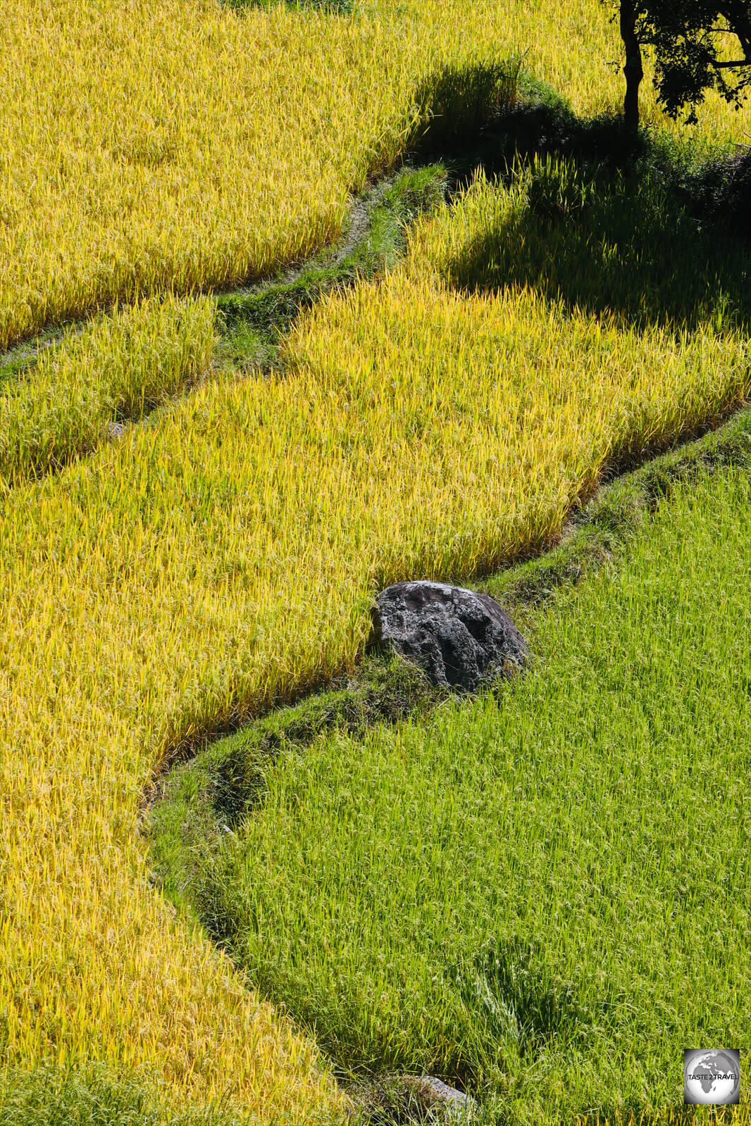 Rice paddies in the Punakha Valley. 