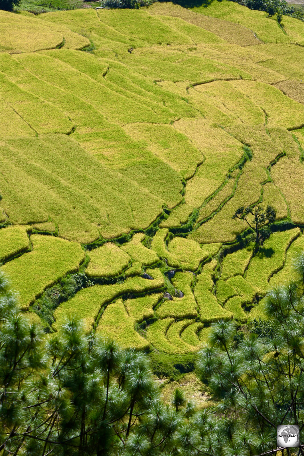 Rice paddies in Punakha Valley. 