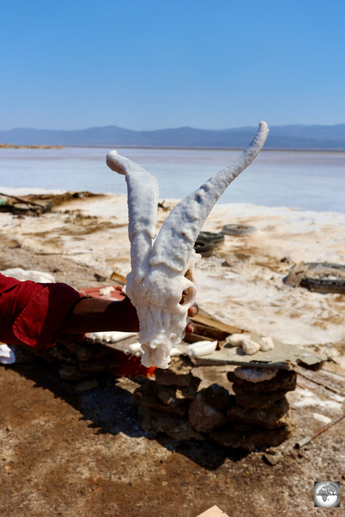 A salt-encrusted animal skull, at a souvenir stand at Lake Assal.