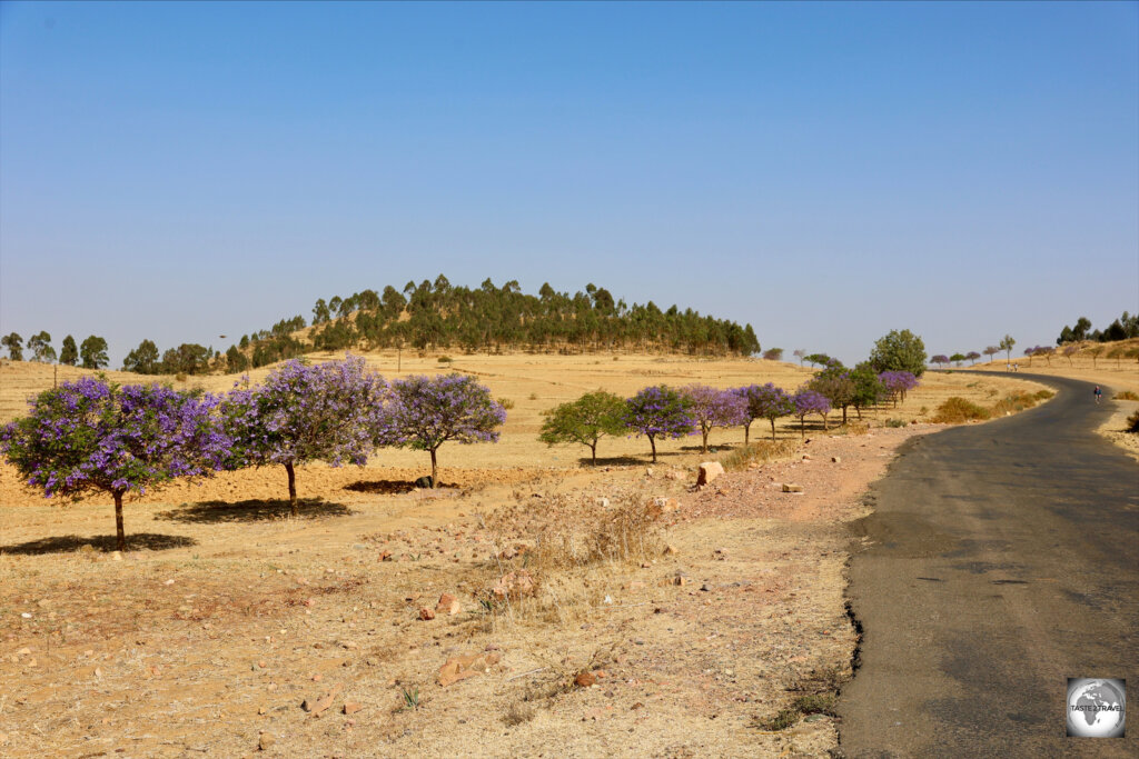 Jacaranda trees line the highway between Keren and Asmara.