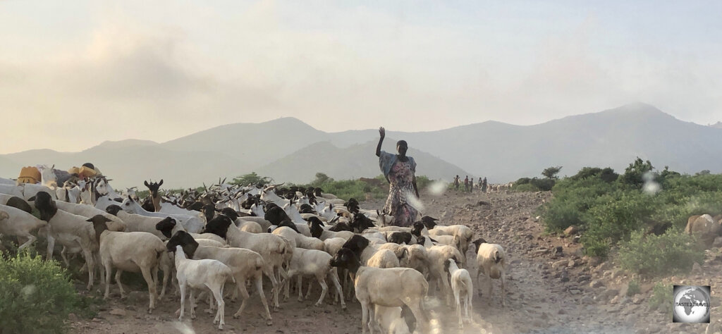 There are many goats on the road in Somaliland.