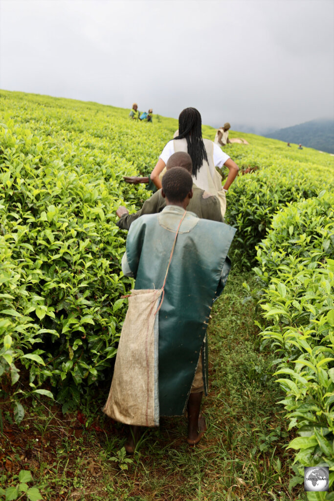 Exploring the Taza Tea Plantation.