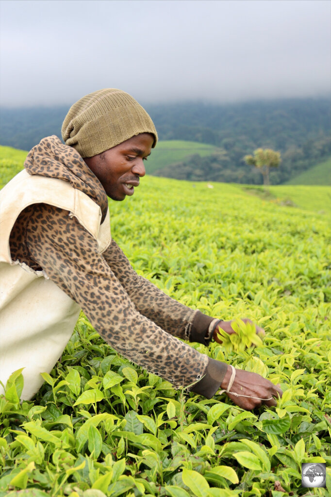 A tea picker at the Taza Tea Plantation.