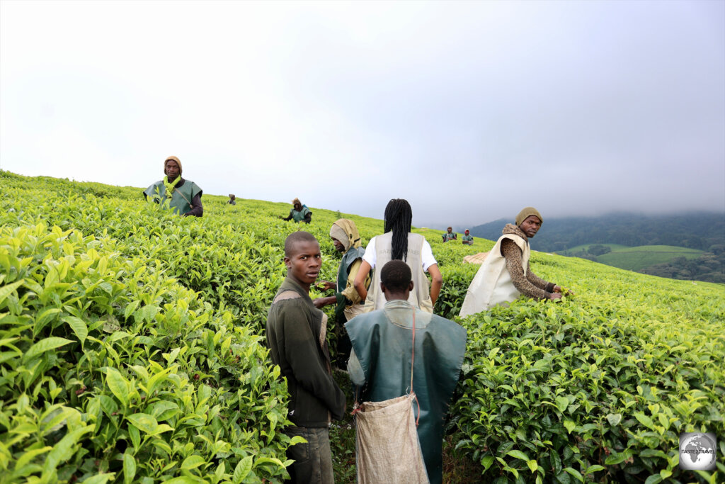 Walking through the Taza Tea Plantation.