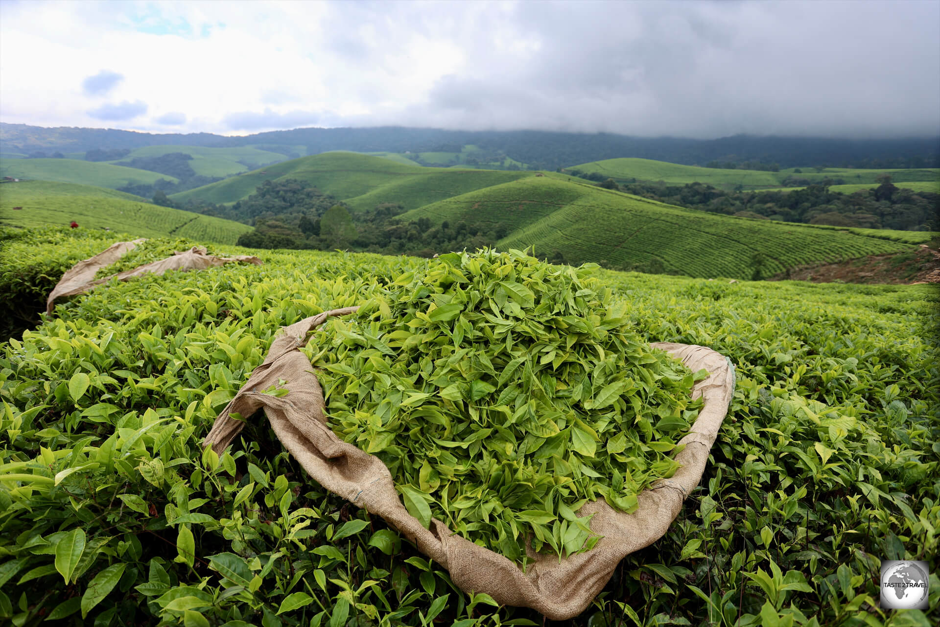 Freshly picked tea leaves at the Taza Tea Plantation. 