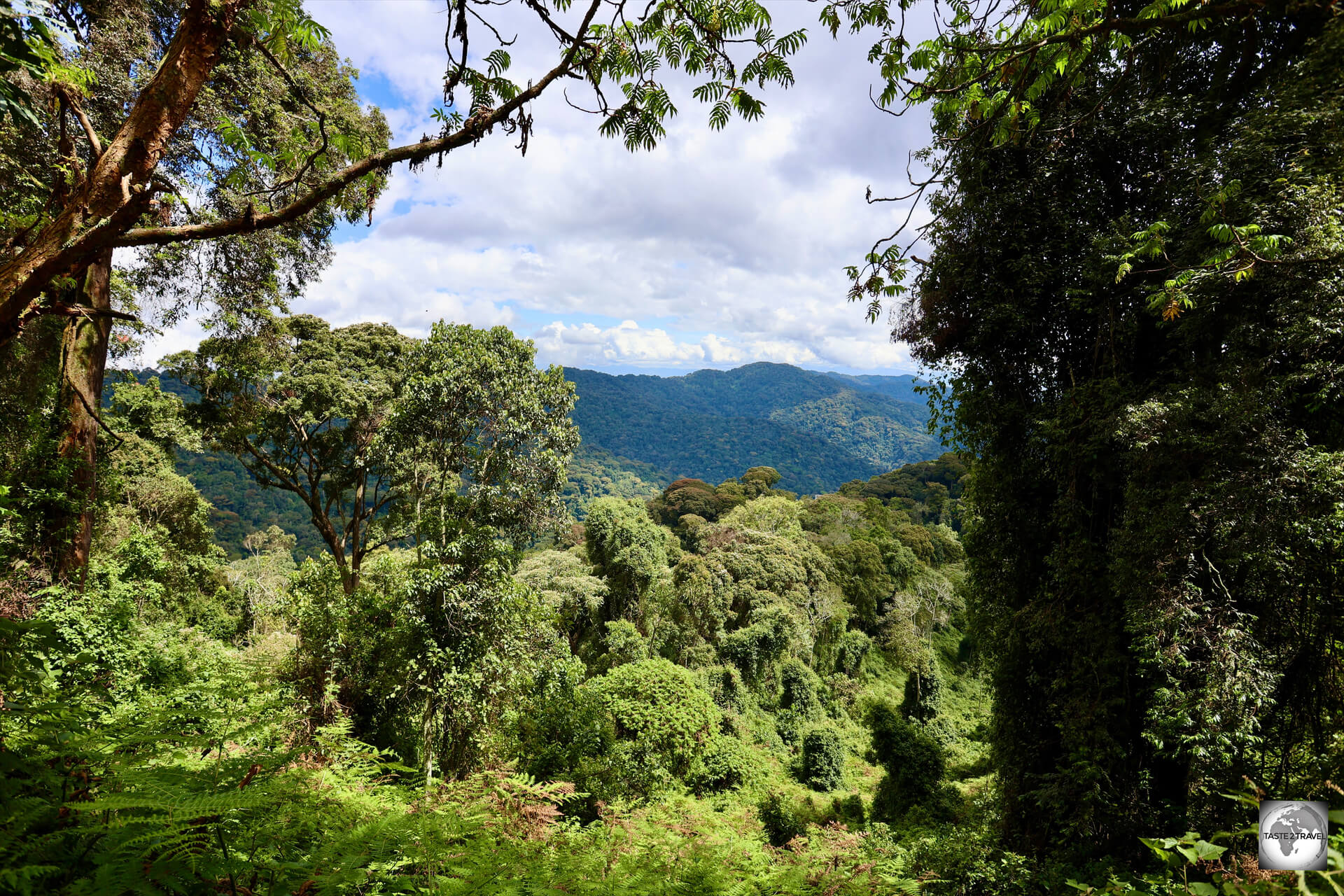 Nyungwe National Park, which covers 1,019 square kilometres (393 square miles), is one of the largest and most ancient rainforests in East Africa.