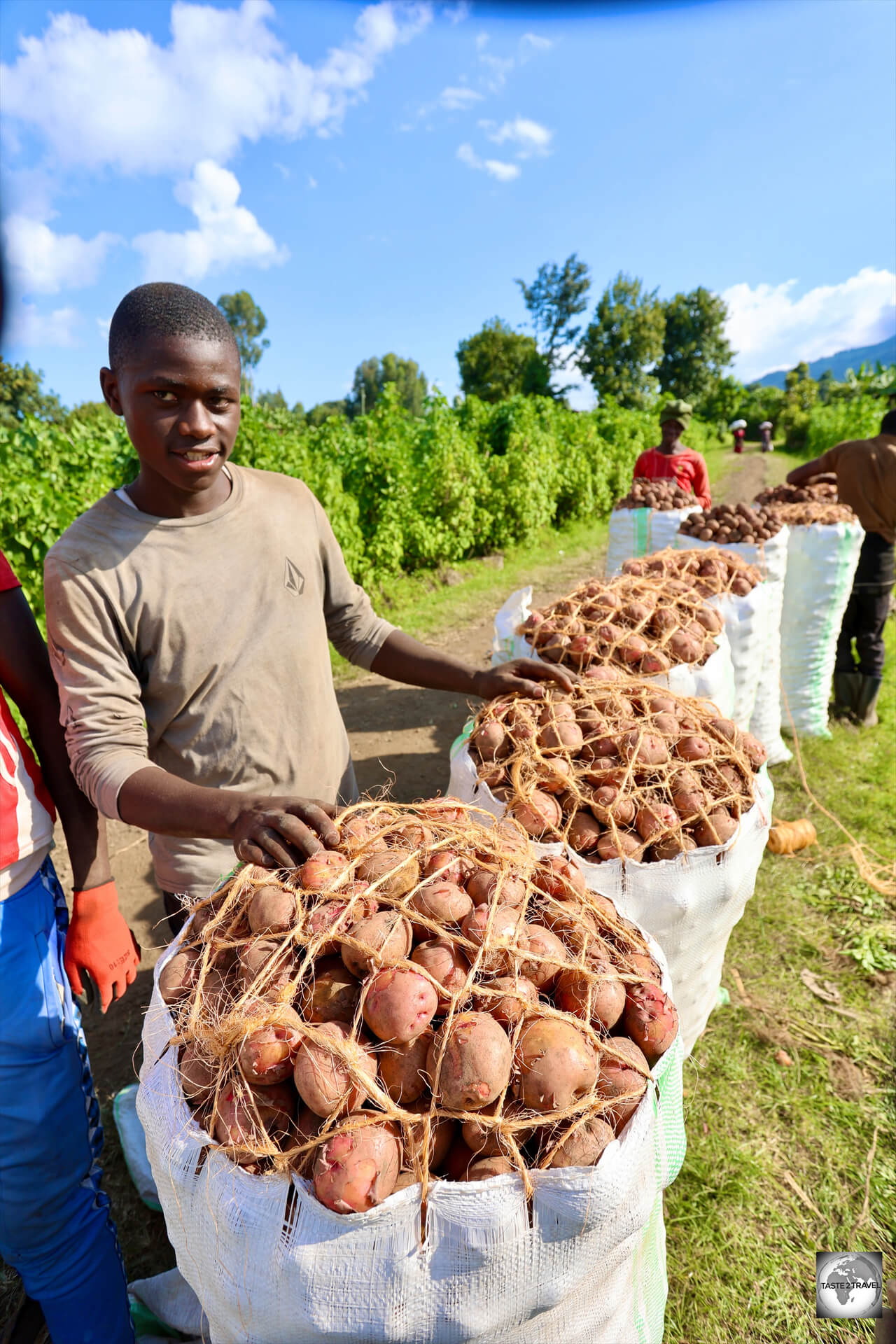 The slopes of the Virunga Mountains, outside of Ruhengeri, are ideal for the cultivation of potatoes.