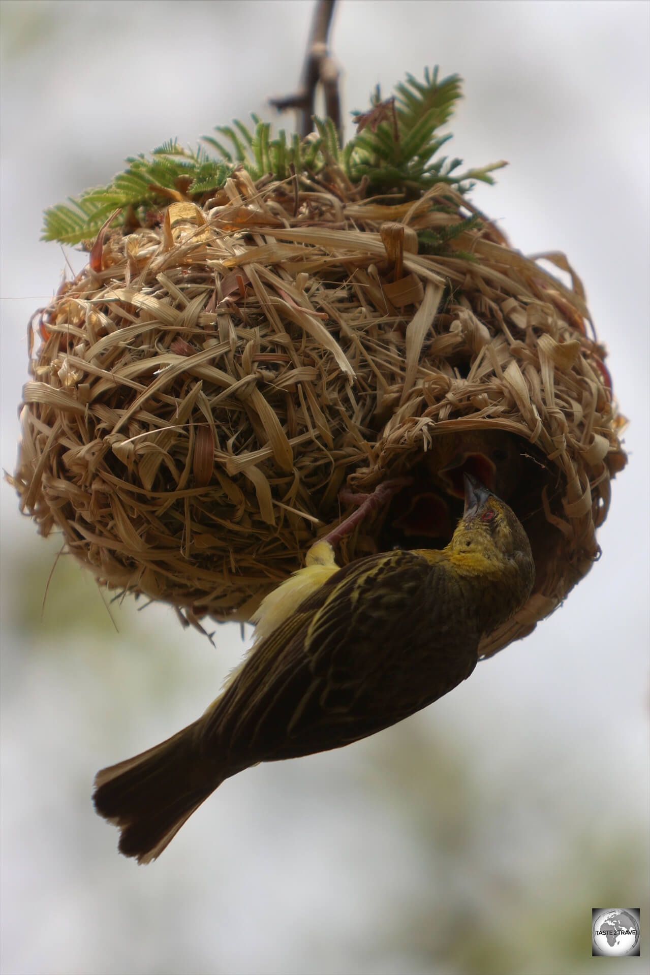 Inspection time: a female Weaver bird, inspecting a nest.