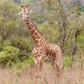Akagera National Park is home to more than 85 Rothschild giraffes.