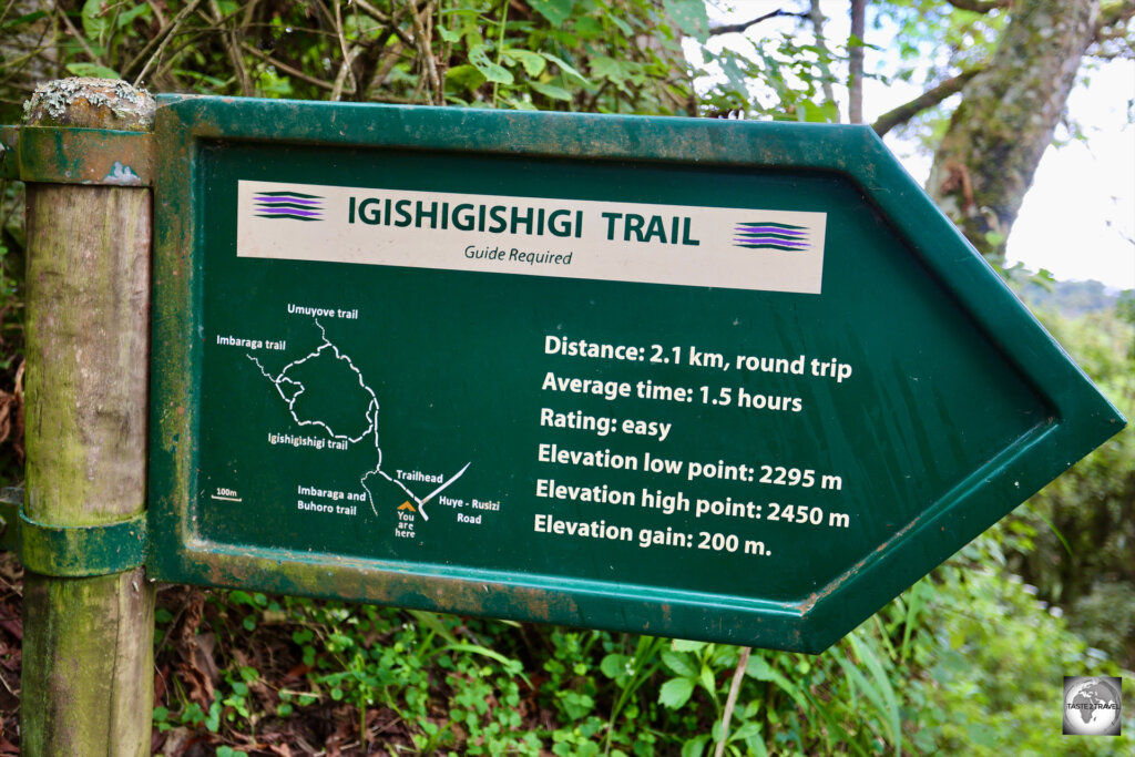 The walking trail which leads to the canopy walkway at Nyungwe National Park.