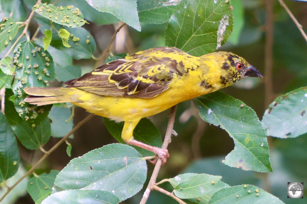 Black-headed weaver birds are named due to their extraordinary weaving ability, which they use to construct intricately woven nests from vegetation.