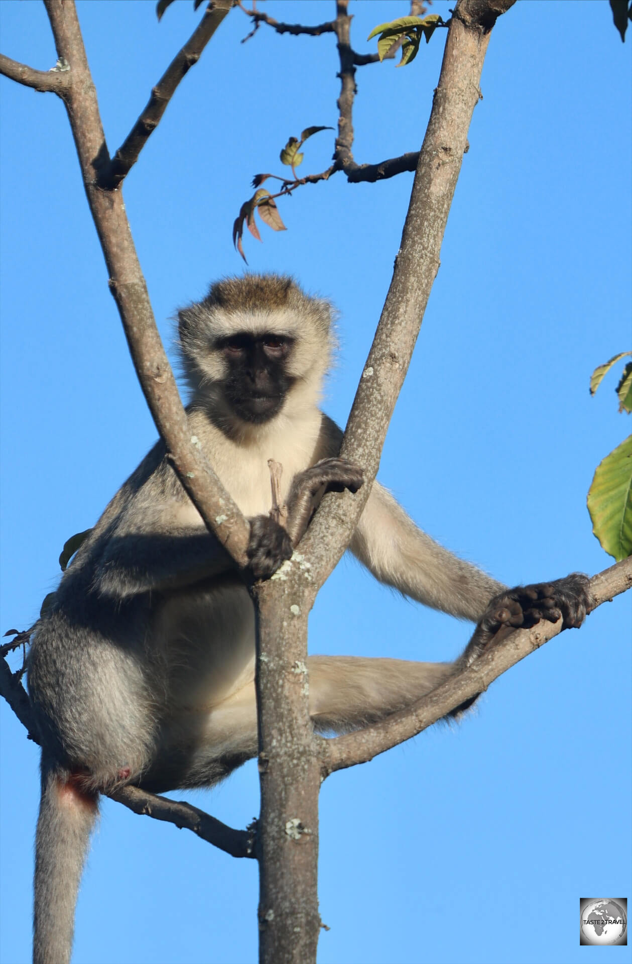 A vervet monkey, in the garden at Nyungwe Top View Hill Hotel.