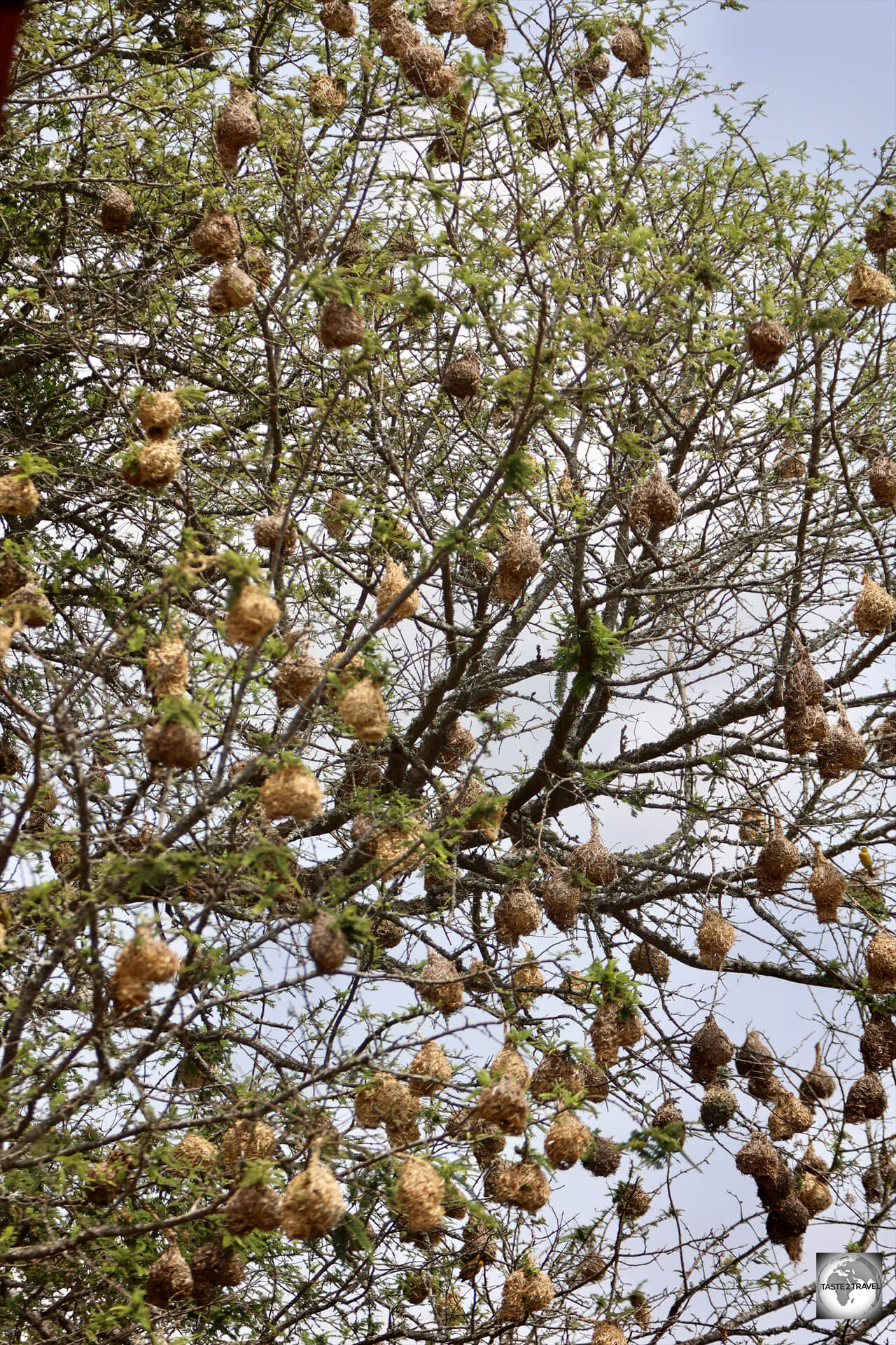 This tree full of nests is located beside a café in Akagera National Park. 