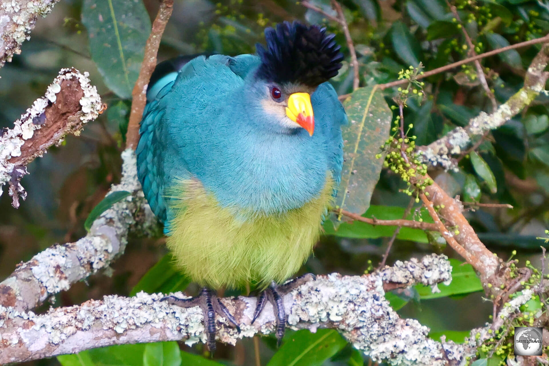 A front view of a Great blue turaco at Nyungwe National Park.