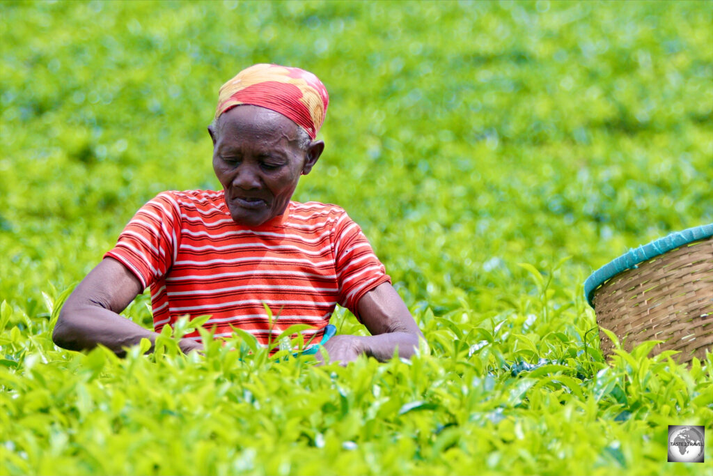 Picking tea at the Pfunda Tea Plantation.