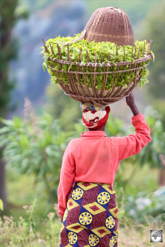 A full basket of freshly picked tea, at the Pfunda Tea Plantation.