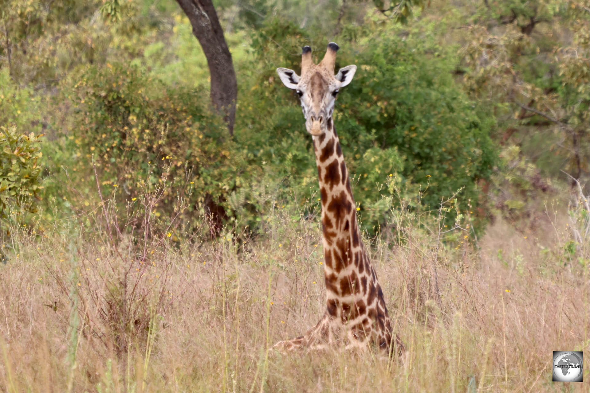 A juvenile Rothchild's giraffe sleeping on the ground. 