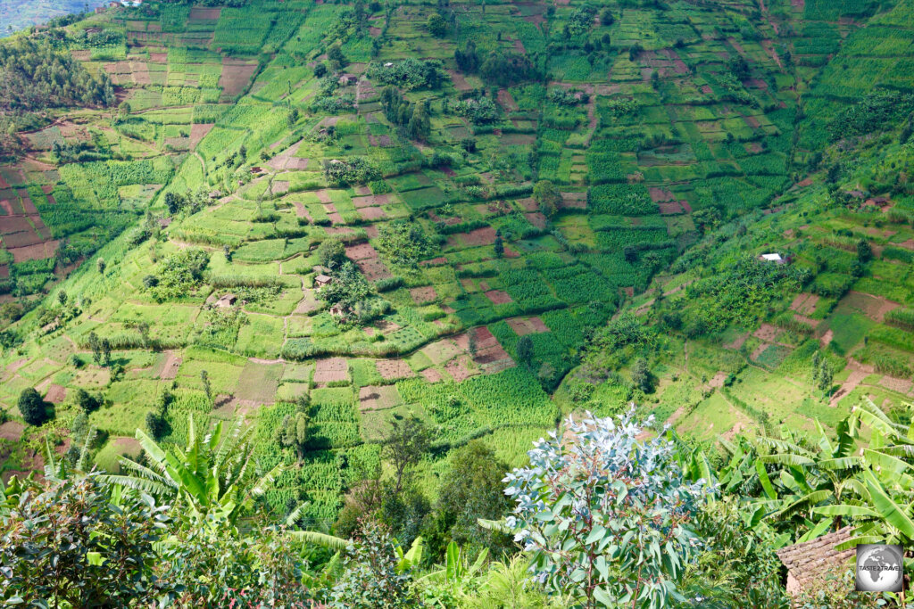 The lush mountains, which surround Lake Ruhondo, are intensively farmed.