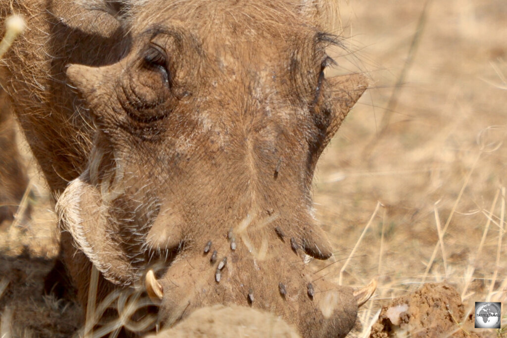 A painful nuisance for all living creatures at the park, biting Tsetse flies can be clearly seen on the snout of this warthog.