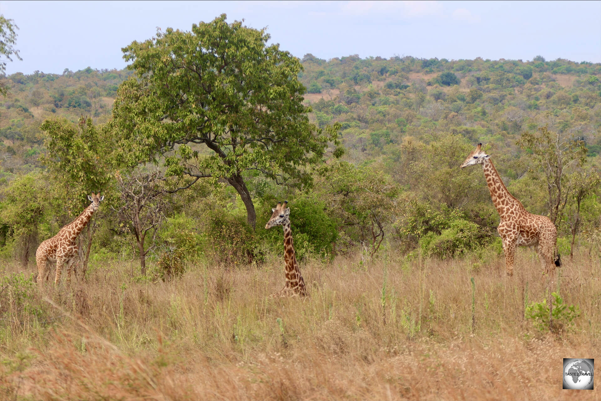 A juvenile Rothchild's giraffe sleeping on the ground, while guarded by both parents. 