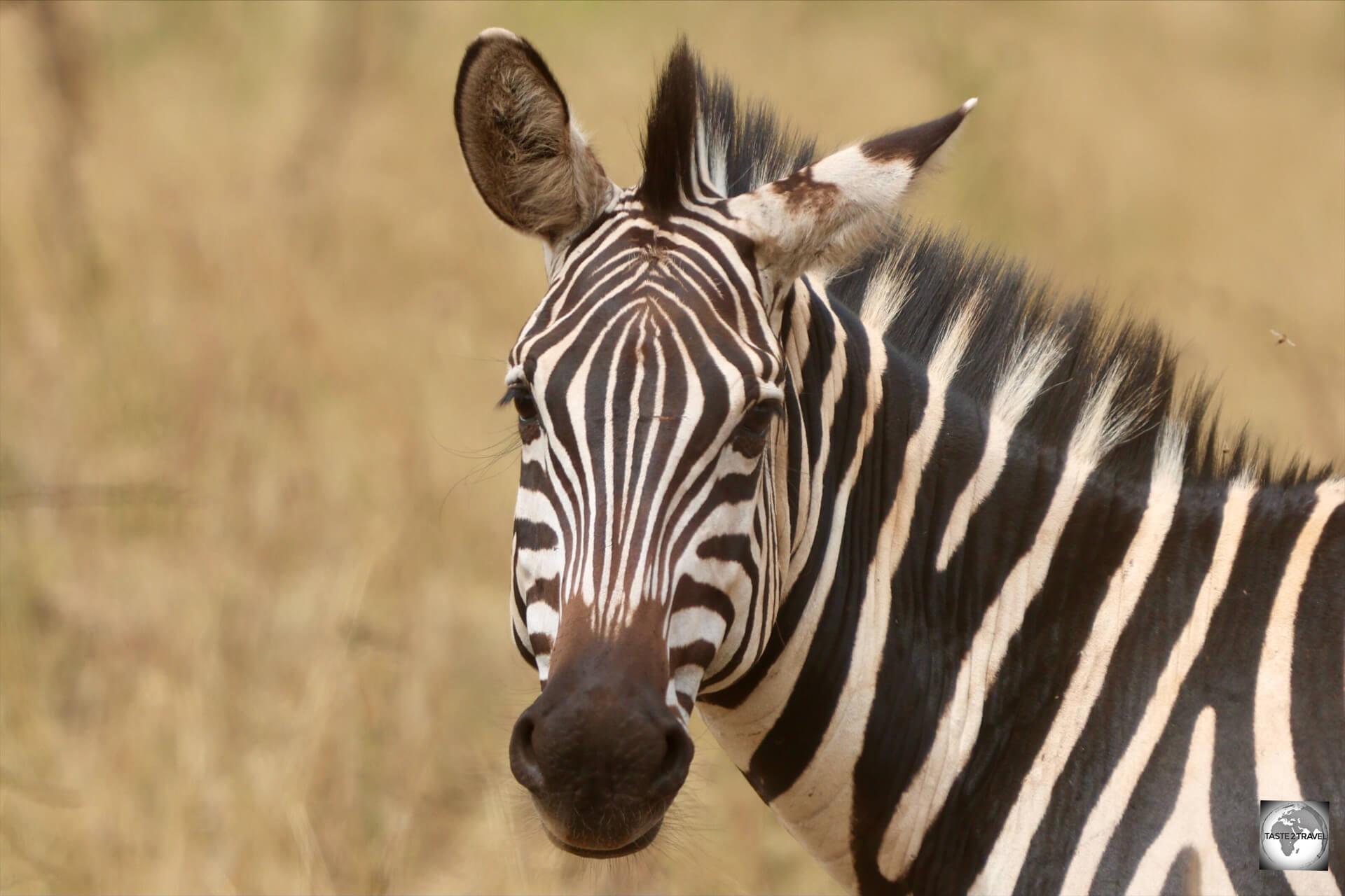 Akagera National Park is home to large herds of the common <i>Plains zebra. 