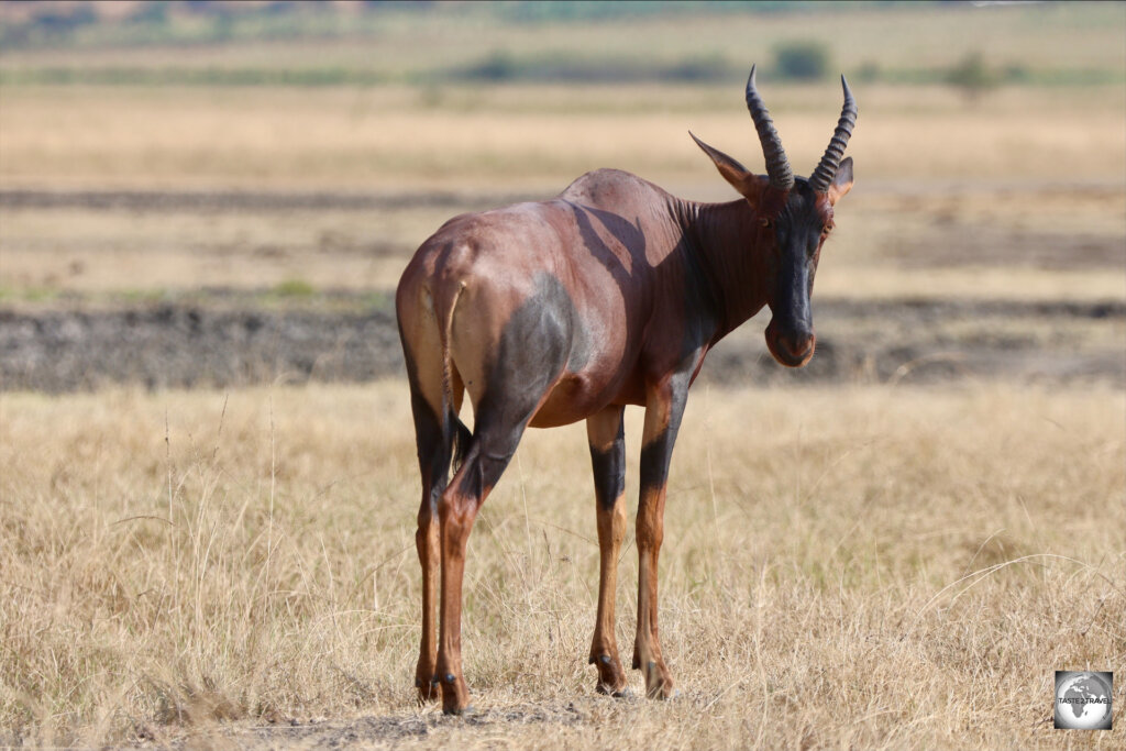 A fine example of a Topi, an African antelope, at Akagera National Park.