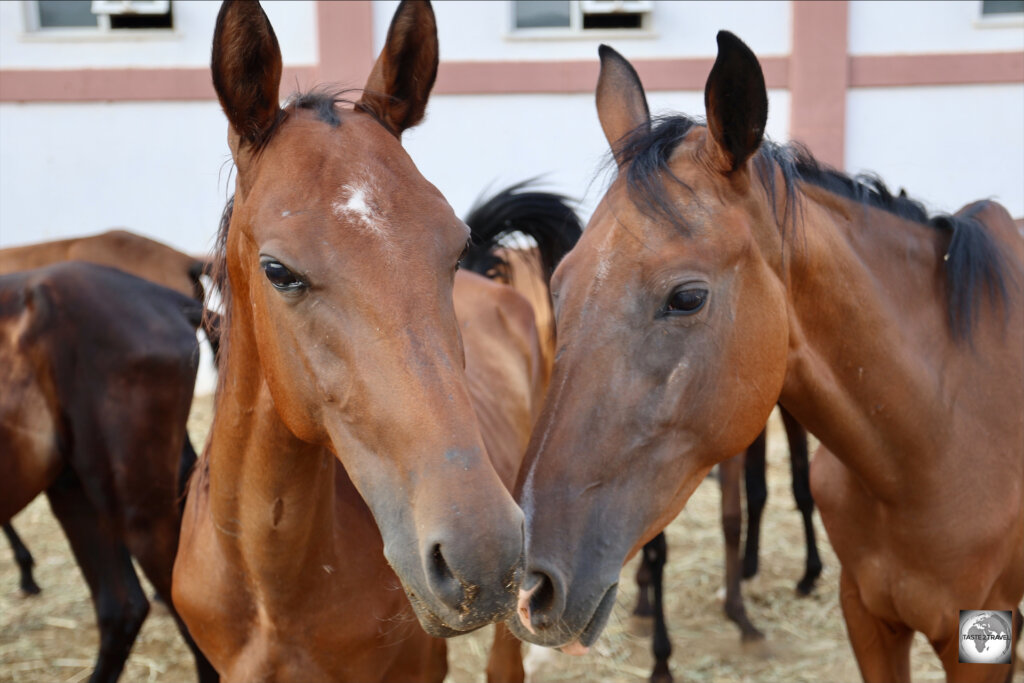 The Akhal-Teke, a breed of horse which originated in the Karakum Desert is integral to Turkmen culture.