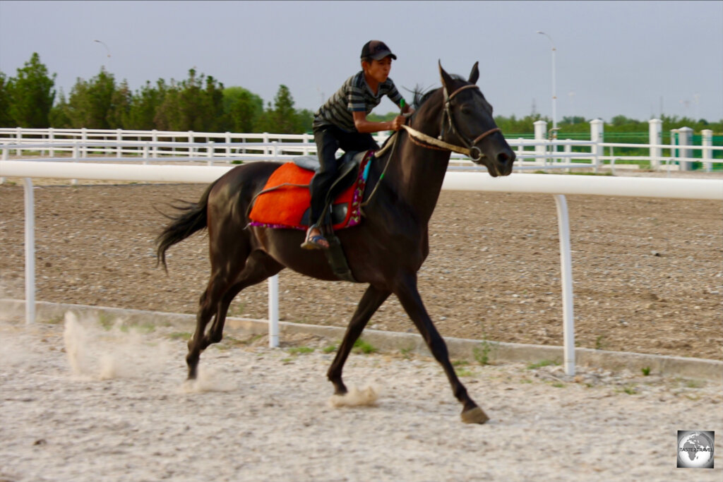 The stable-hand, taking an Akhal-Teke horse for a gallop.