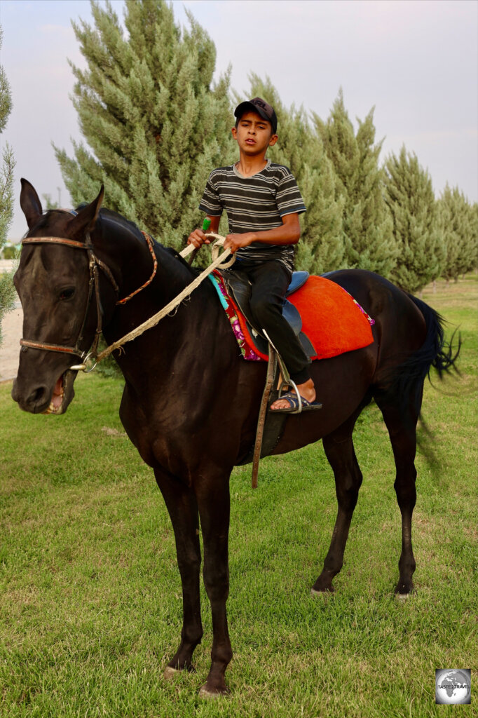 A young stable-hand, with one of the prize Akhal-Teke horses from the stable.