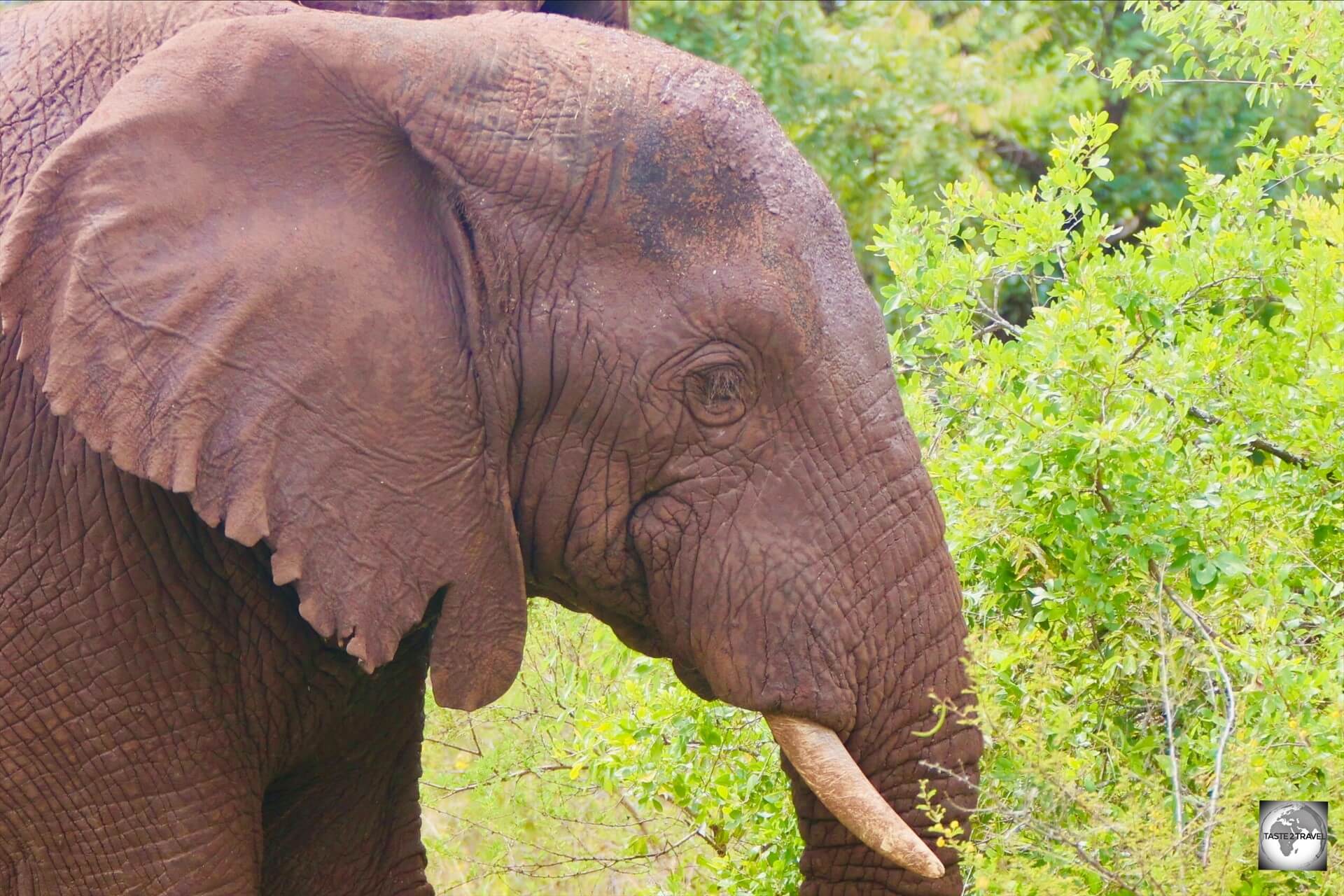 Africa Travel Quiz: An elephant at Akagera National Park.