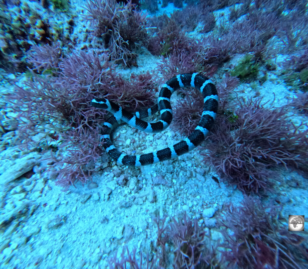 A sea snake at the entrance of Dome Cave, Niue.