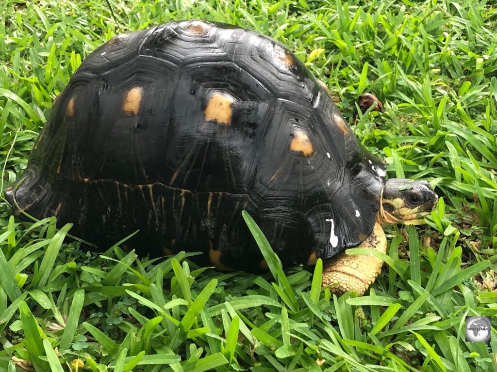 The lawn at the Golden Tulip hotel is kept in good order thanks to a family of grazing tortoises.