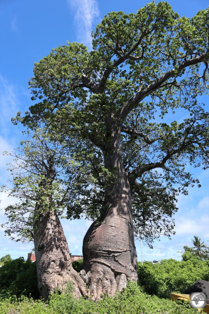 Comoros is home to many large Baobab trees.