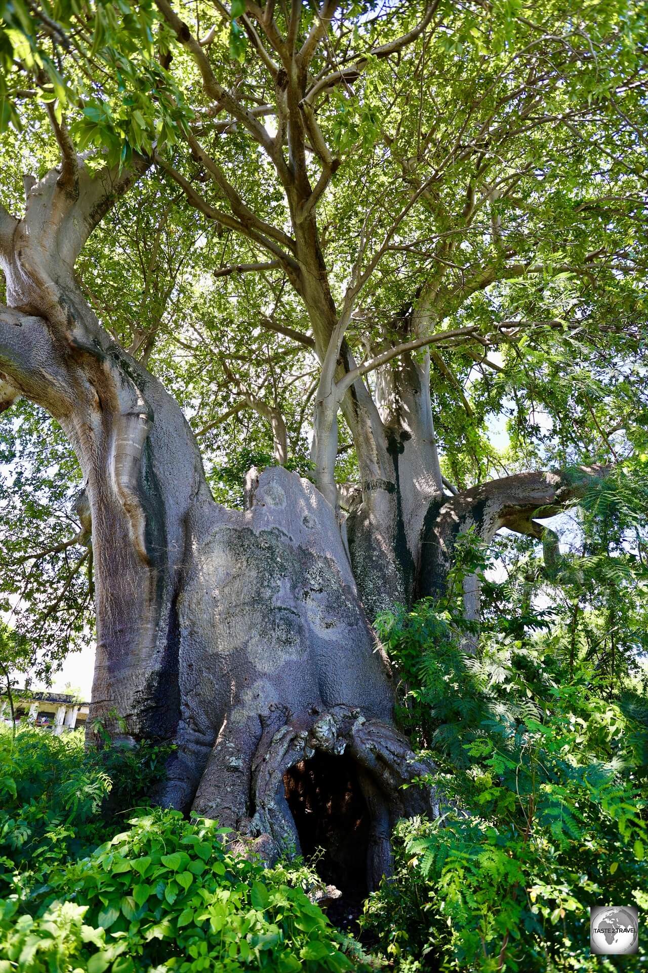 The giant Baobab tree. 